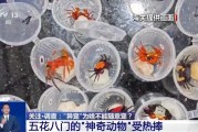 黑龙江@铲屎官们 养“异宠”或危害国家安全 这些行为违法了