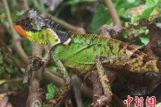 黑龙江云南南滚河保护区首次发现红唇棘蜥