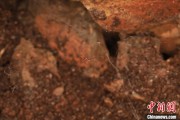黑龙江江西发现蜘蛛新物种 为研究呵叻蛛属适应区域提供依据