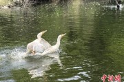 黑龙江吉林：罕见白鸬鹚连续两年“故地重游”